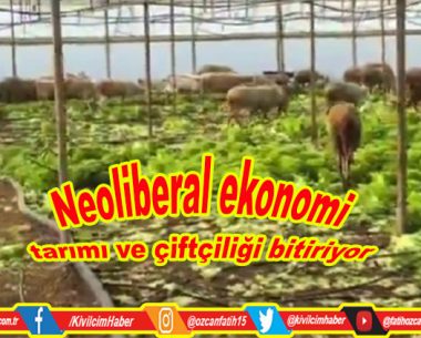 Neoliberal ekonomi uygulamaları tarımı ve çiftçilere darbe vuruyor