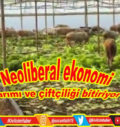 Neoliberal ekonomi uygulamaları tarımı ve çiftçilere darbe vuruyor