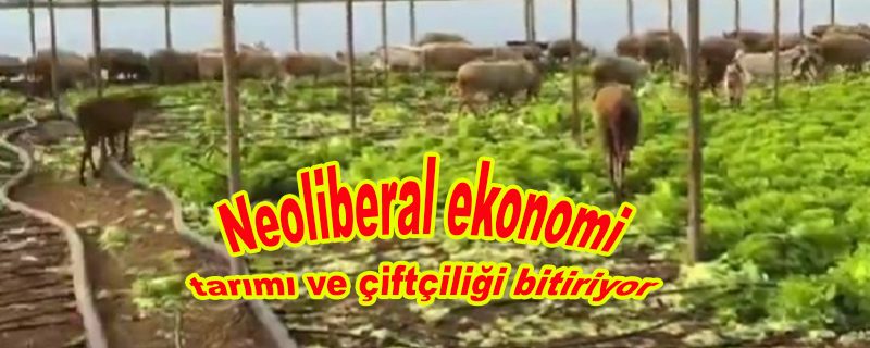 Neoliberal ekonomi uygulamaları tarımı ve çiftçilere darbe vuruyor